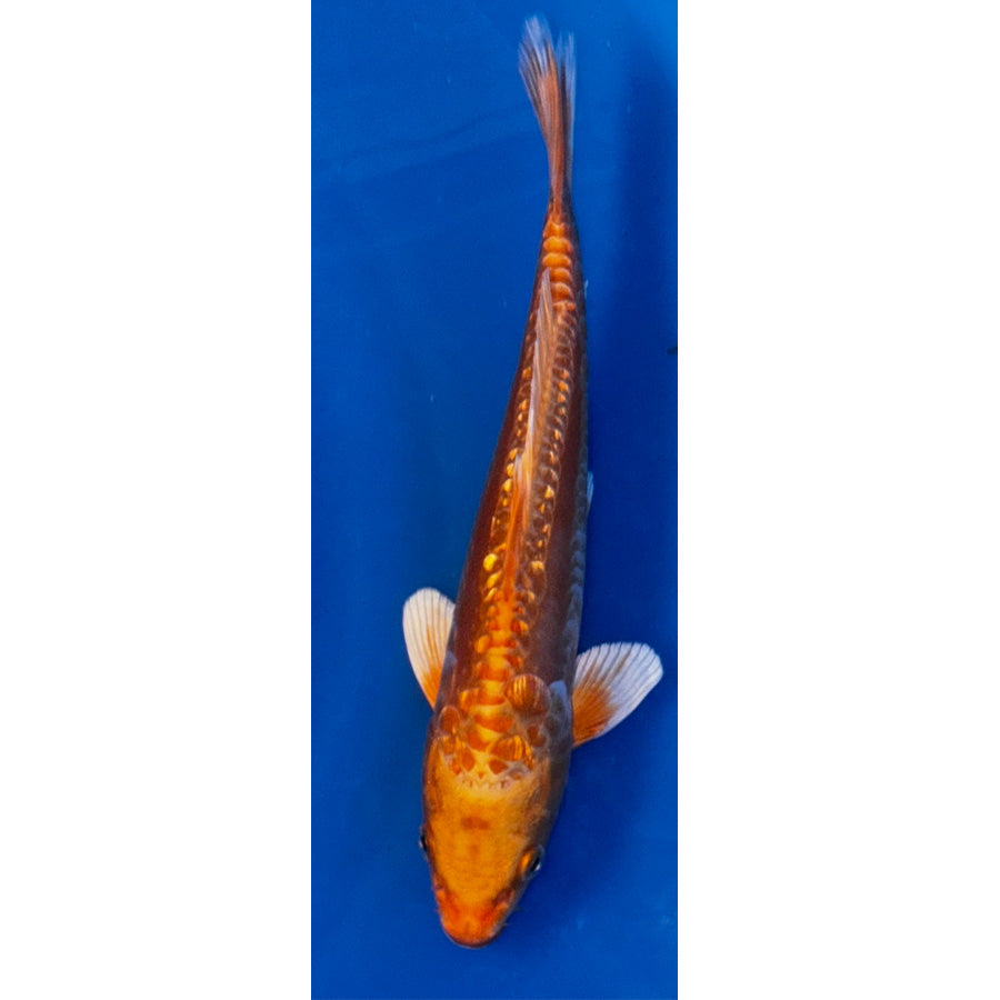 5" Japanese Imported Doitsu Orengi Ogon - Q16 - 8 - Doitsu Orengi Ogon - American Pond Supplies -5" Japanese Imported Doitsu Orengi Ogon - Q16 - 8