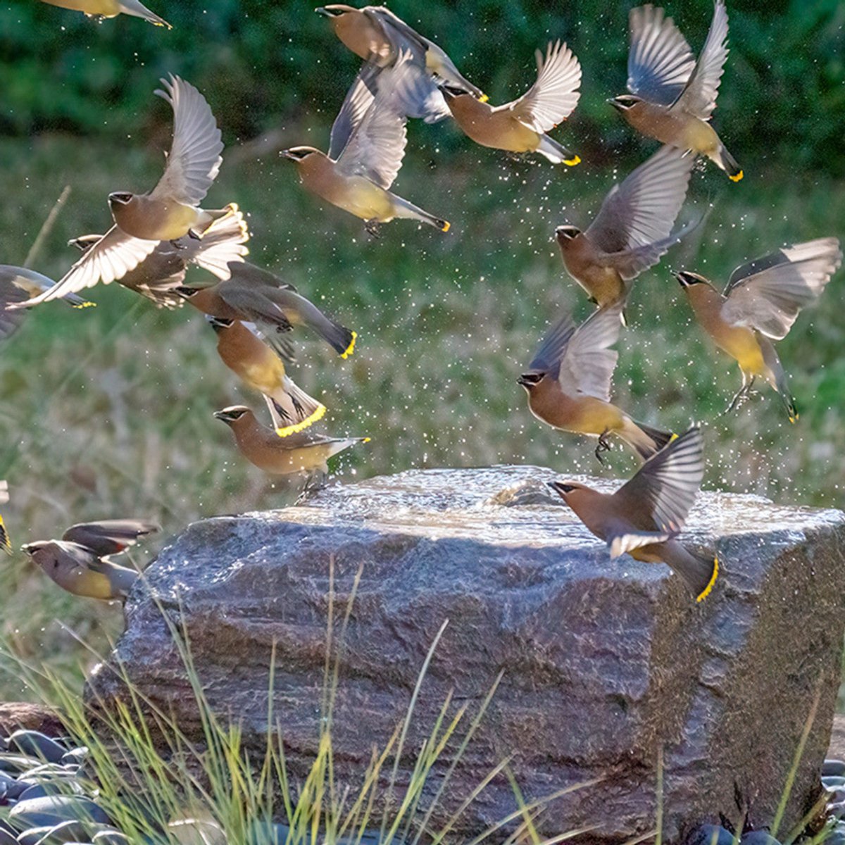 Medium Bird Bath Stone Outdoor Fountain - Blue Thumb - American Pond Supplies -Medium Bird Bath Stone Outdoor Fountain